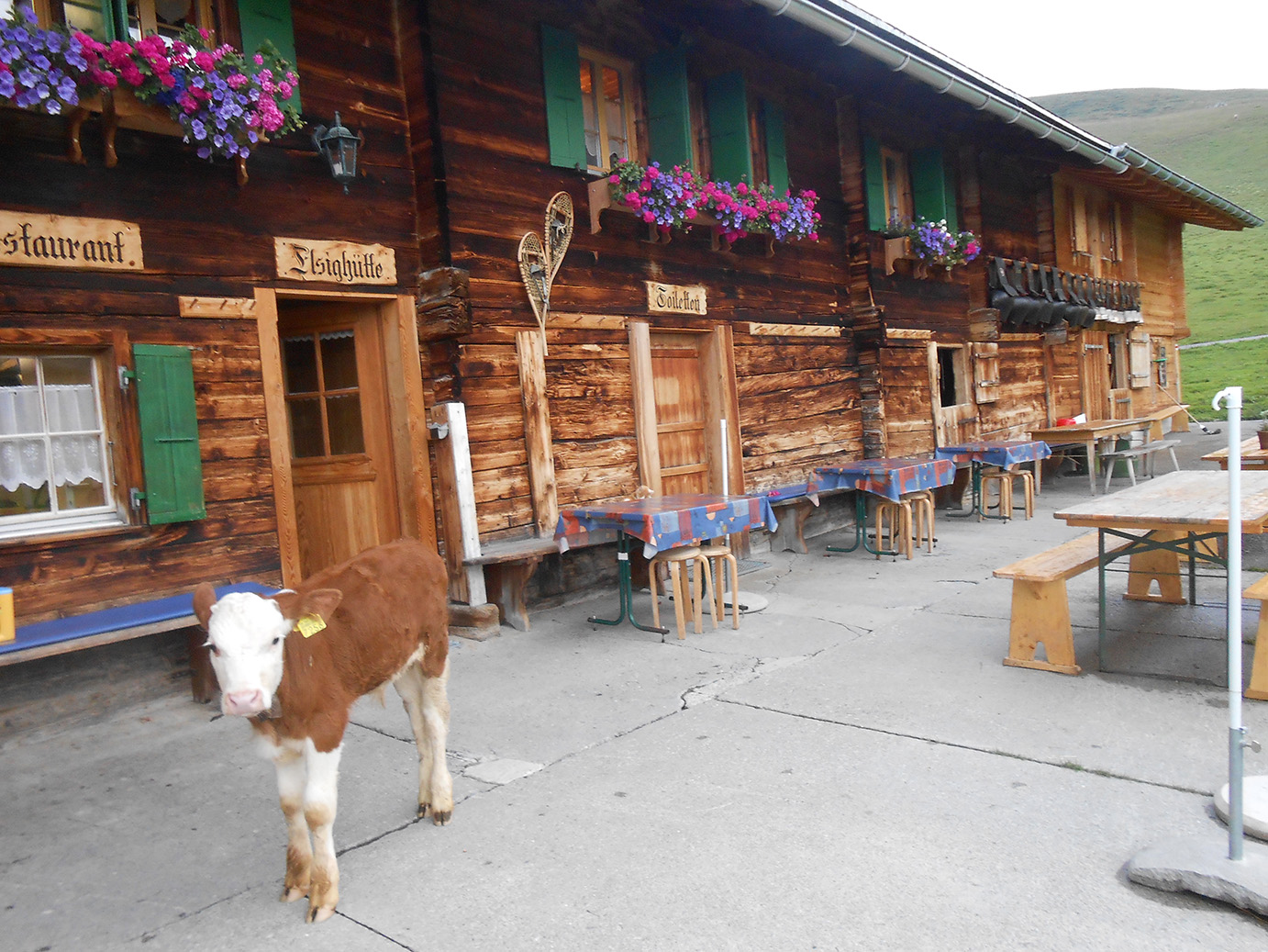 Bergrestaurant Elsighütte Sommer