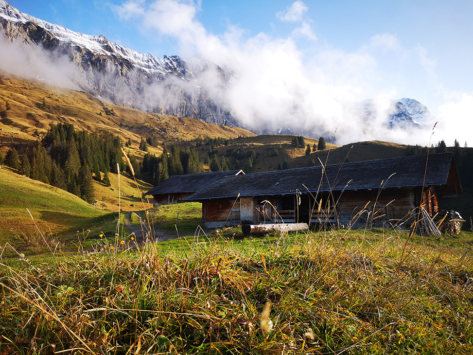 Metsch Herbst