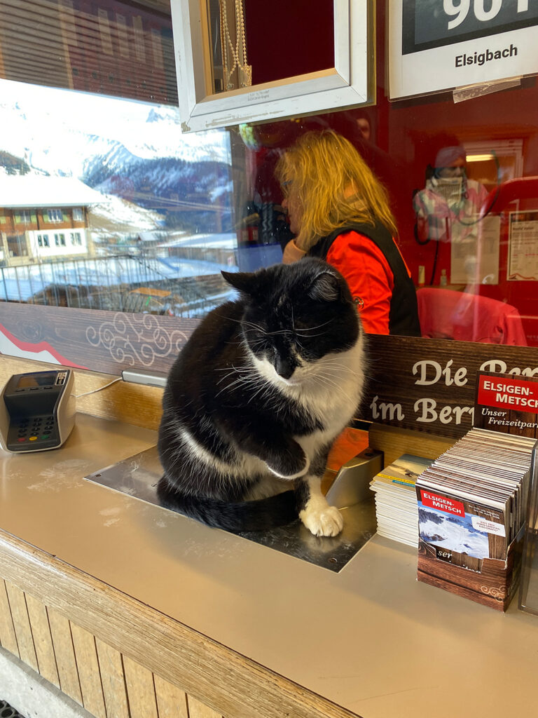 Elsigen - eifach immer gmüetlech u familiär (Katze bei der Kasse)